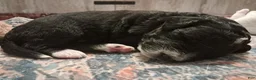Double Doodle dogs for sale: Haddon - Ad 1