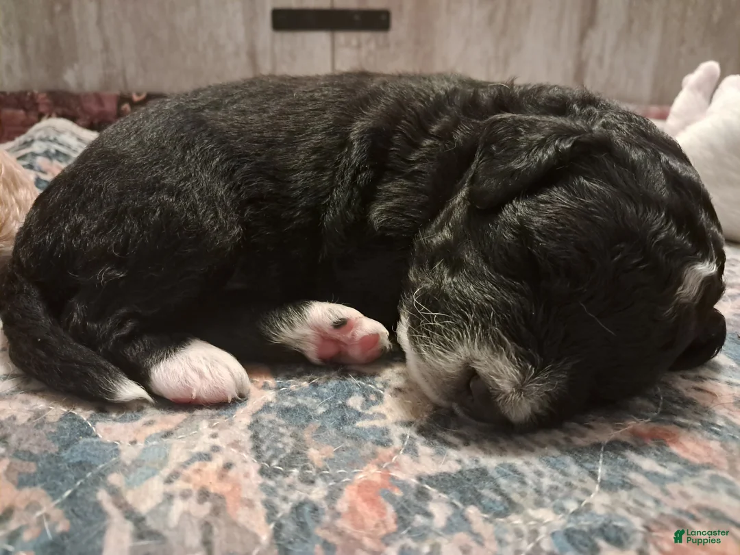 Double Doodle dogs for sale: Haddon - Ad 1