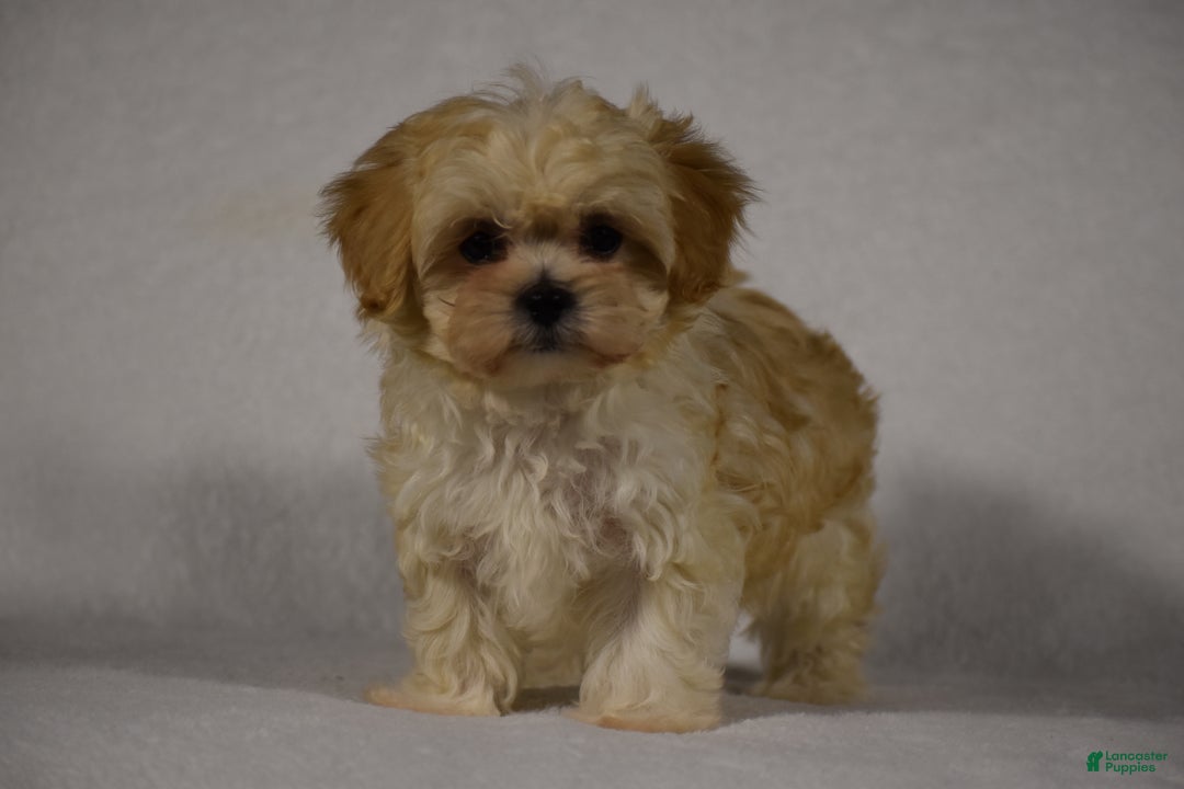 Maltipoo dogs for sale: Blossom - Ad 7