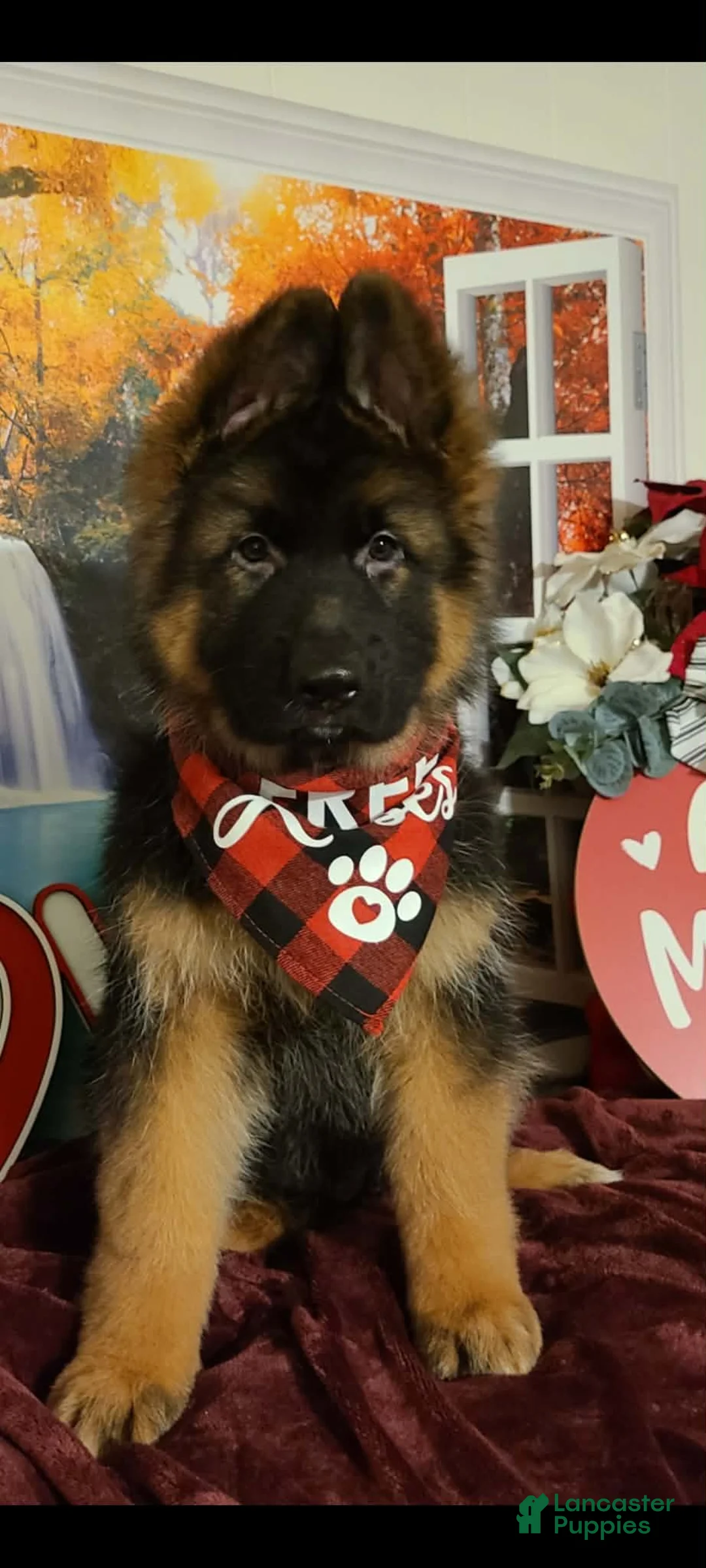 German Shepherd dogs for sale: Dasher - Ad 5