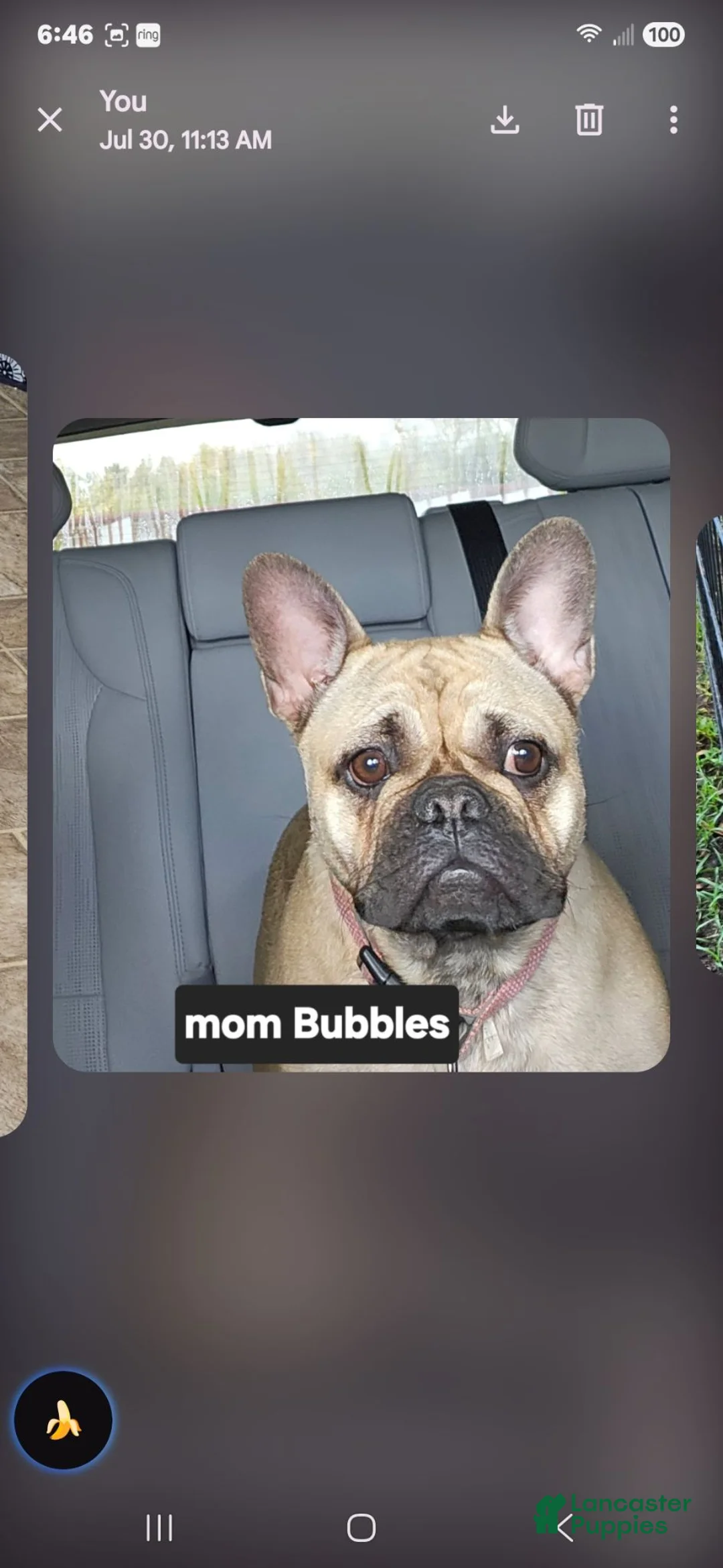French Bulldog dogs for sale: French Bulldog 4 - Ad 4
