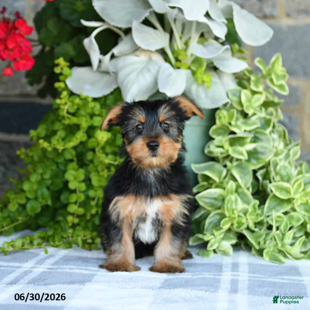Yorkshire Terrier dogs for sale: Fern - Ad 2
