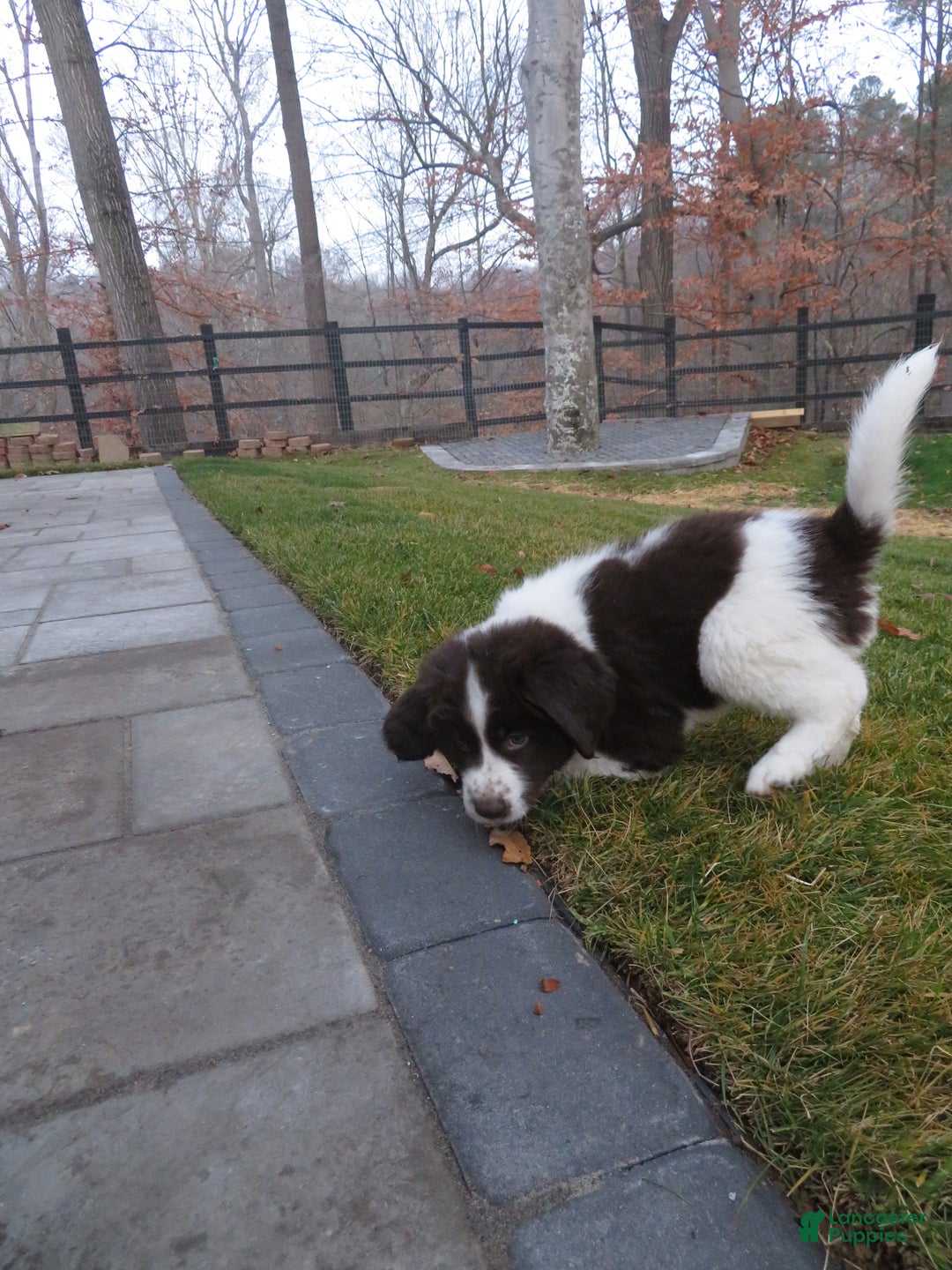 Newfoundland dogs for sale: Chai - Ad 7