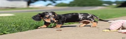 Miniature Dachshund dogs for sale: Barney - Ad 13