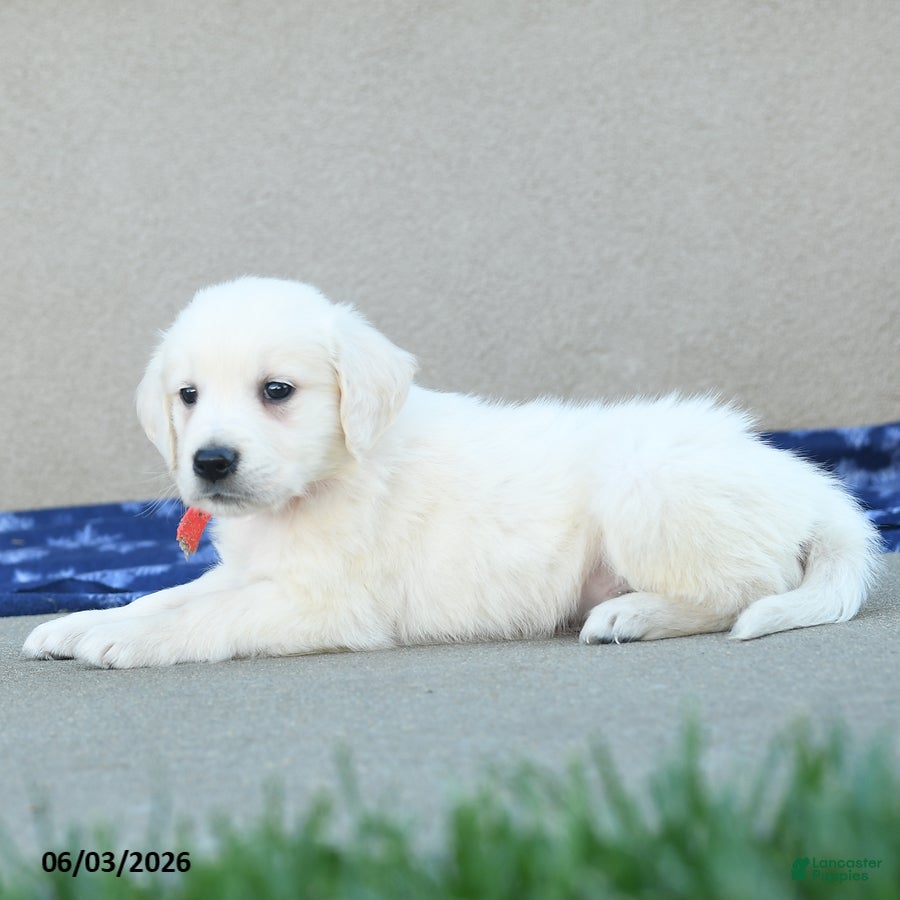 Golden Retriever dogs for sale: Floyd - Ad 4