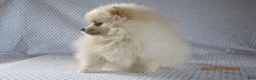 Pomeranian dogs for sale: Juliet - Ad 3