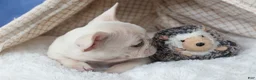 French Bulldog dogs for sale: 💕Jasmine  - Ad 6