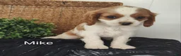 Cavalier King Charles Spaniel dogs for sale: Mike - Ad 9