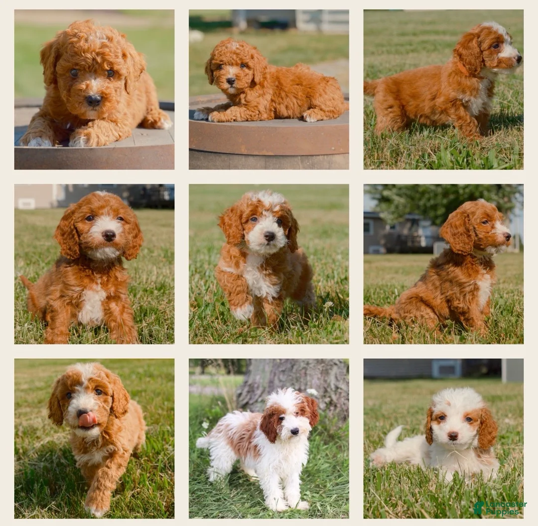 Miniature Poodle dogs for stud: Benji - Ad 2