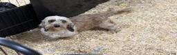 Miniature Dachshund dogs for sale: Red dapple - Ad 8