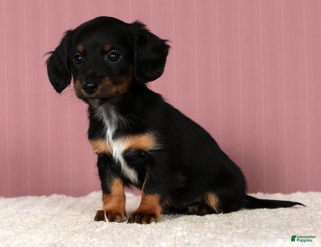 Miniature Dachshund dogs for sale: Kimberly - Ad 5