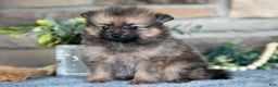 Pomeranian dogs for sale: Haven - Ad 2