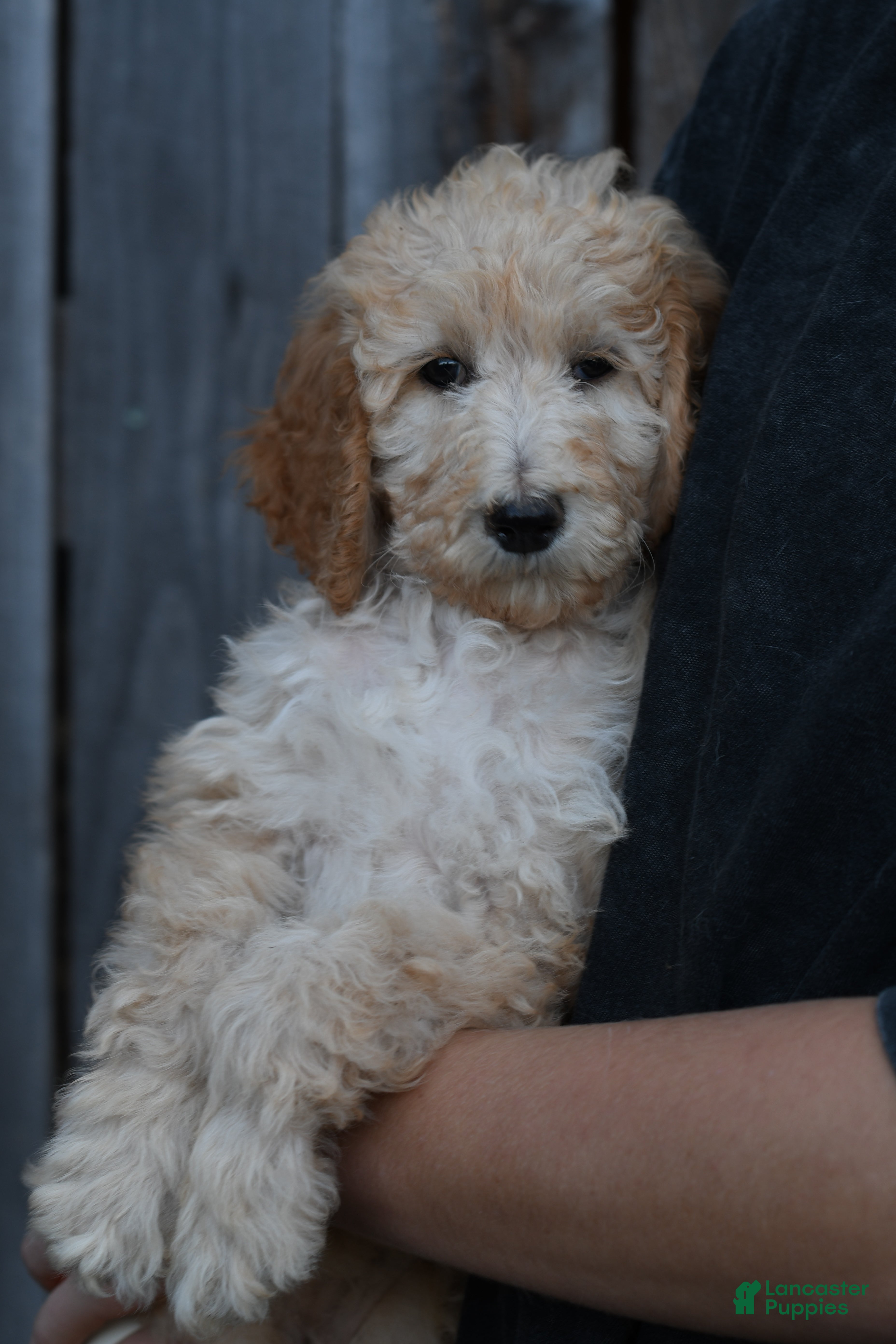 Standard Poodle dogs Standard Poodle 7 - Ad 2