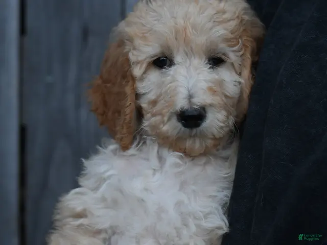 Standard Poodle dogs Standard Poodle 7 - Ad 2