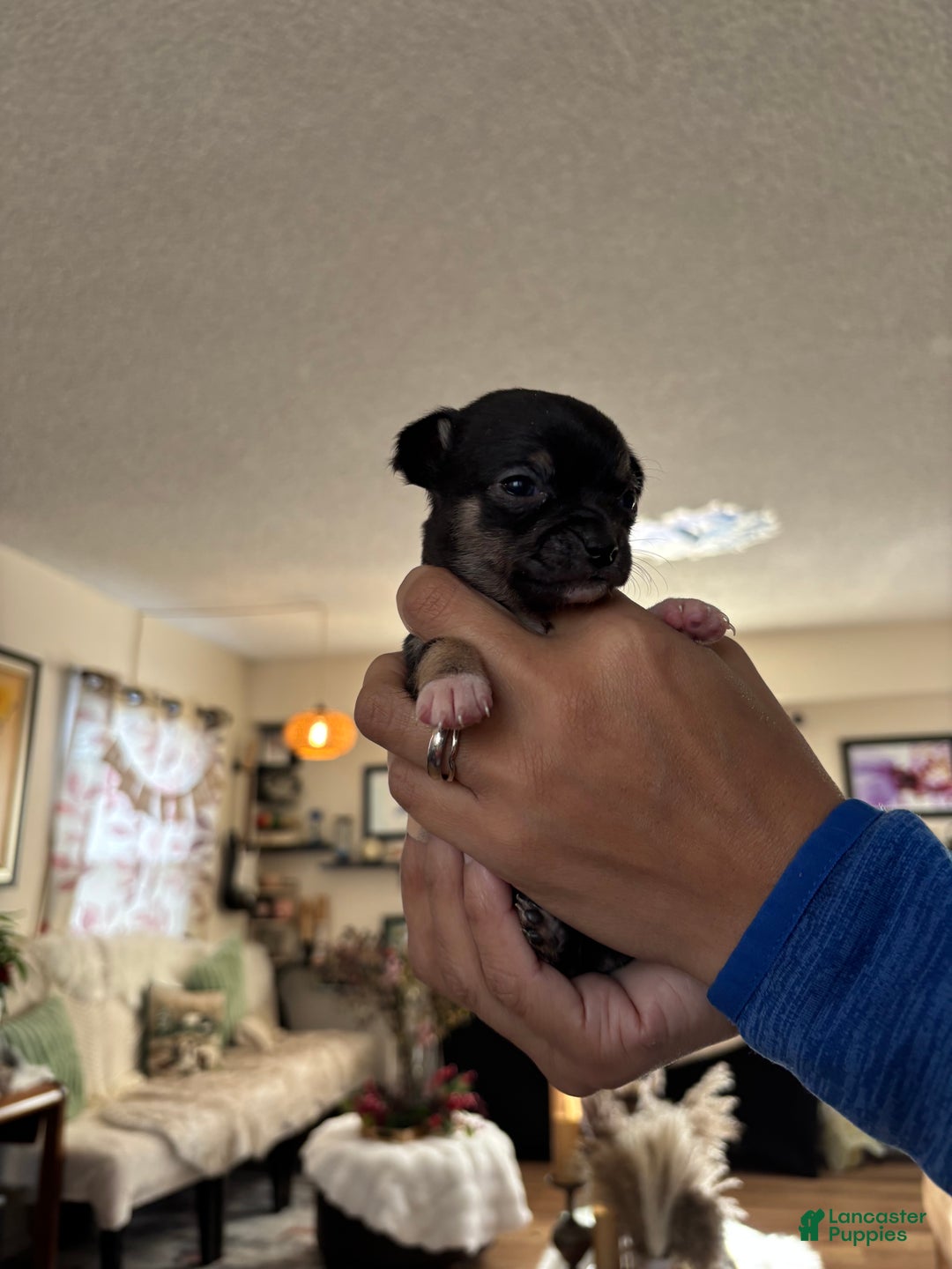 Chihuahua dogs for sale: Chihuahua Puppy Sty - Ad 6