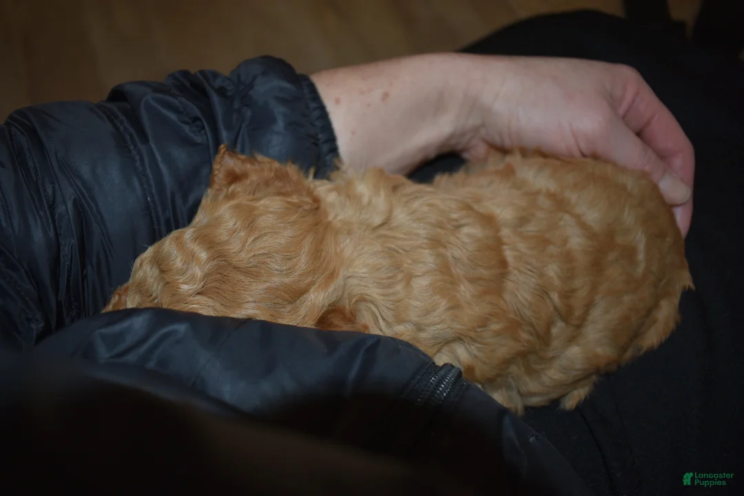 Mini Goldendoodle dogs for sale: Reed - Ad 8