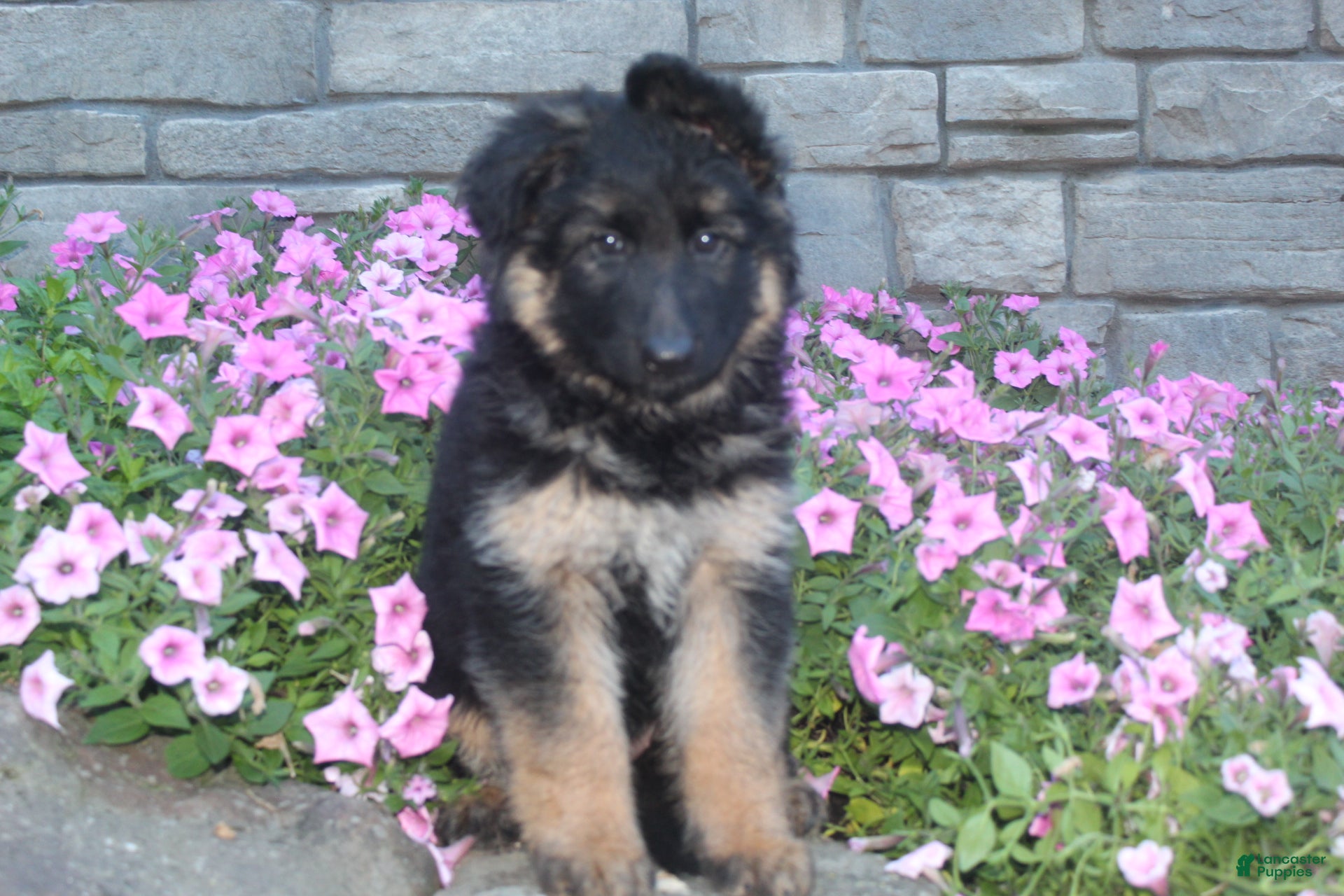 German Shepherd dogs Blaire  - Ad 1