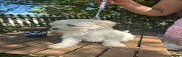 Maltese dogs for sale: Maltese 4 - Ad 3