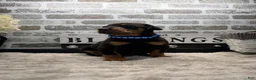 Doberman Pinscher dogs for sale: Black male blue collar  - Ad 3