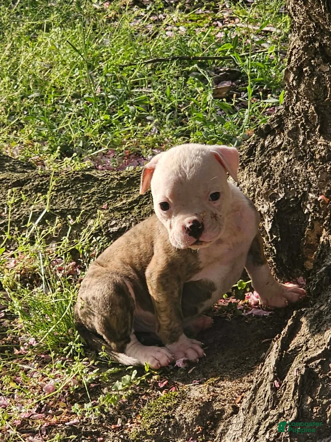 American Bulldog dogs for sale: American Bulldog Puppy 2 - Ad 1