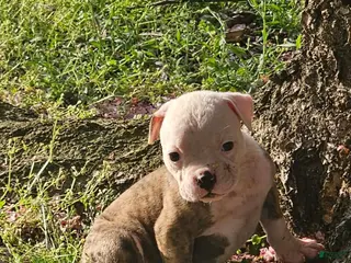 American Bulldog dogs American Bulldog Puppy 2 - Ad 13