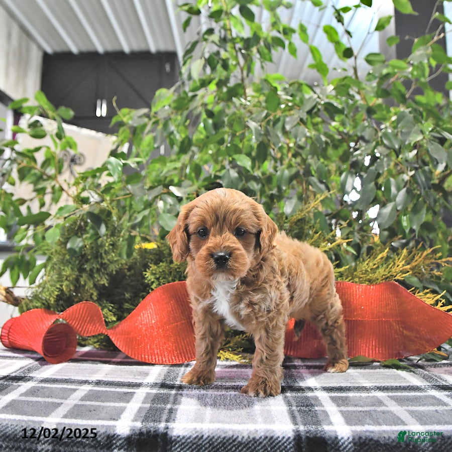 Cavapoo dogs Cinnamon - Ad 7