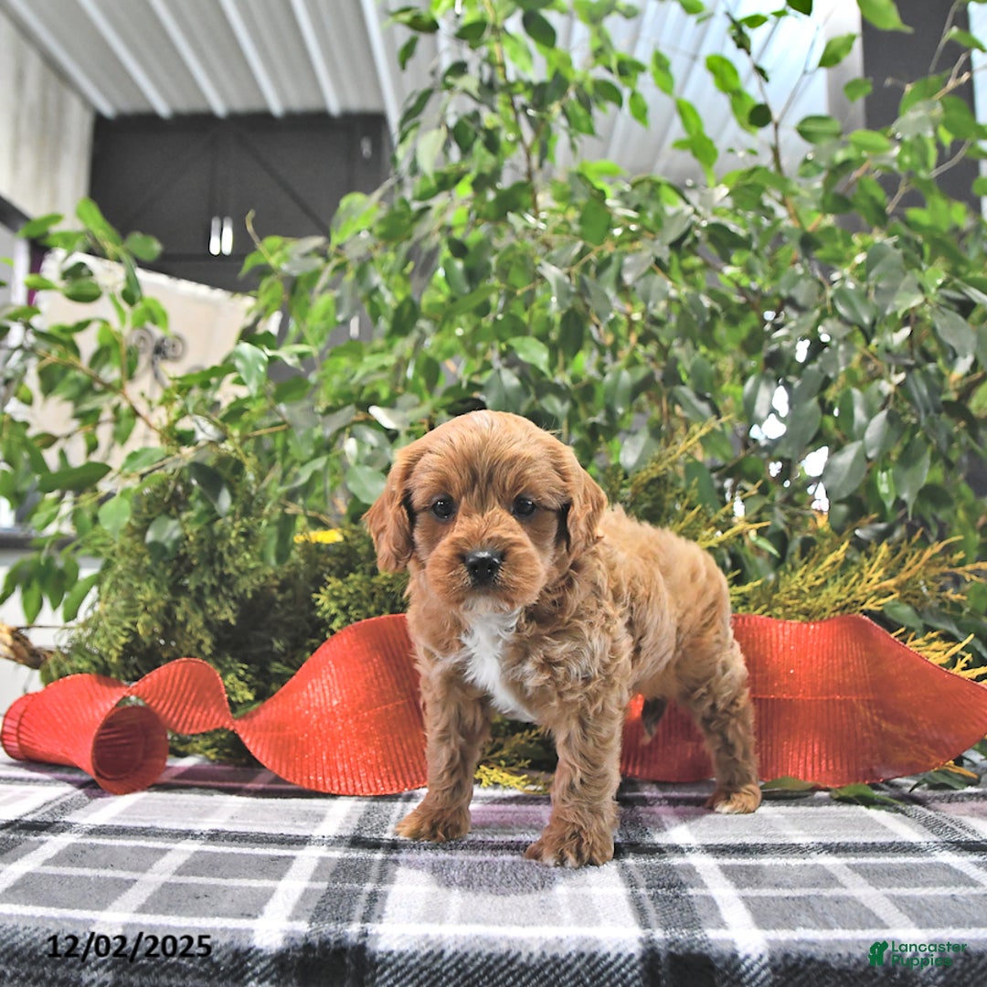 Cavapoo dogs for sale: Cinnamon - Ad 1