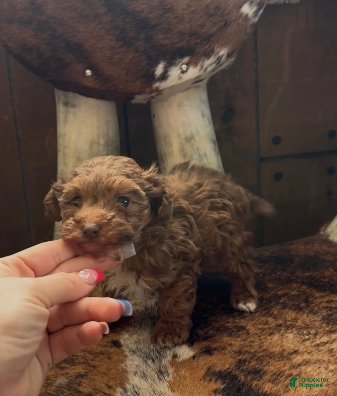 Maltipoo dogs for sale: Deangelo - Ad 1