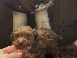 Maltipoo dogs Deangelo - Ad 1