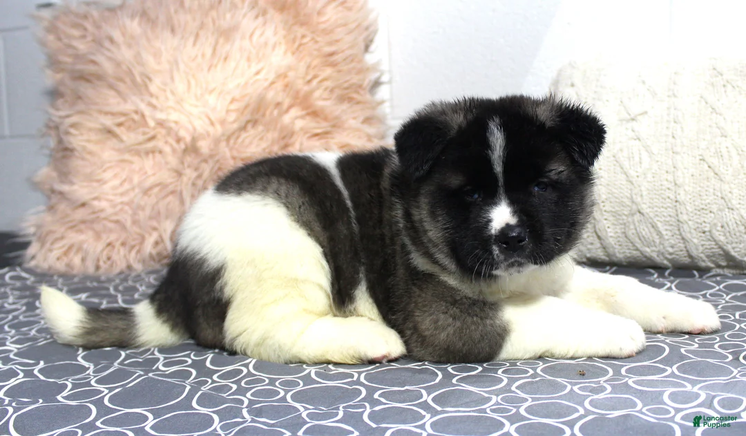 Akita dogs for sale: Dolley - Ad 3