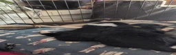 Mixed Breed dogs for sale: Not named yet.  - Ad 5