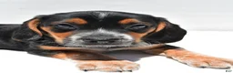 Beagle dogs for sale: Ronald - Ad 5