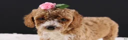 Mini Goldendoodle dogs for sale: Daisy - Ad 3