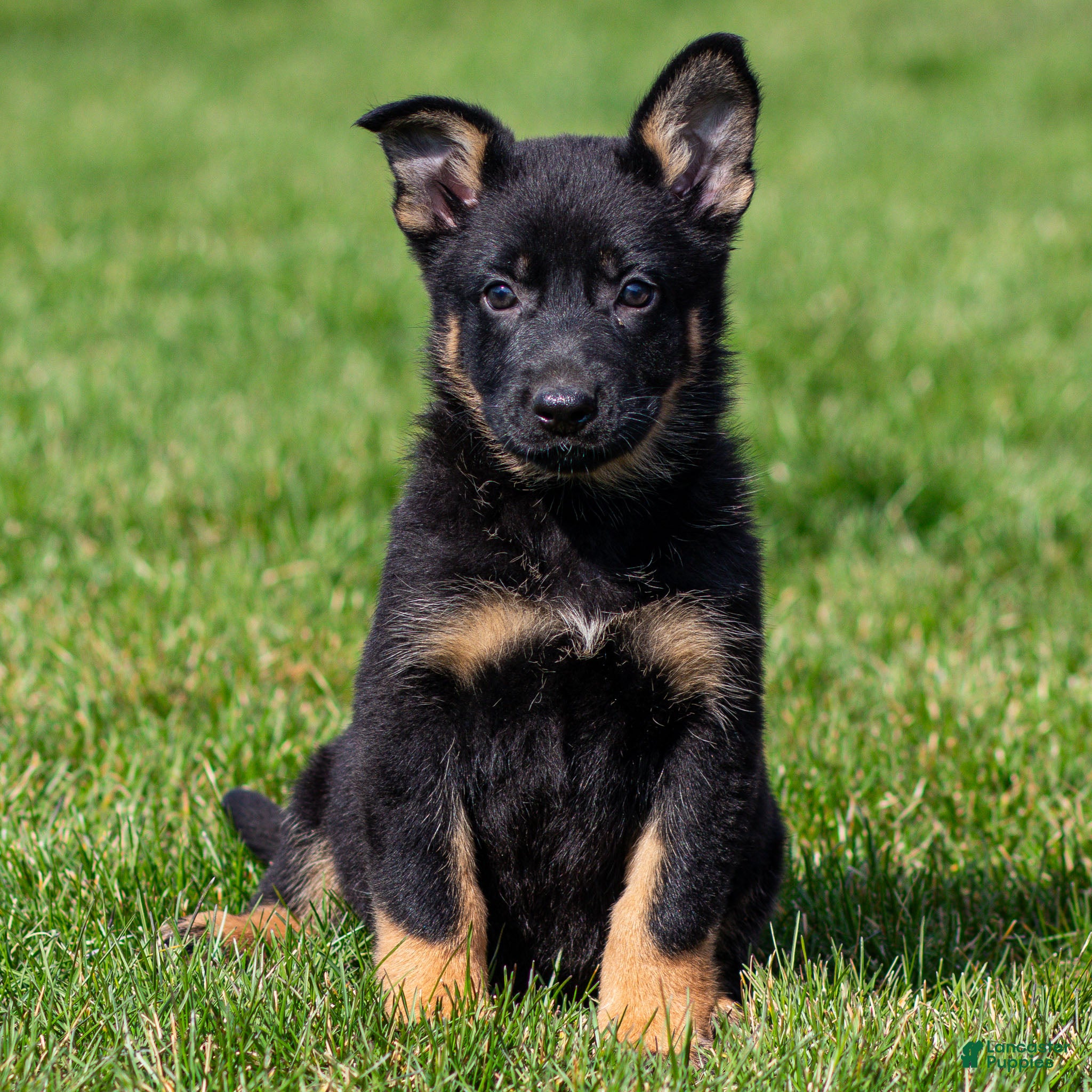 German Shepherd dogs Sabrina German Shepherd Puppy  - Ad 1