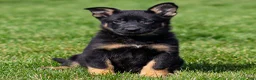 German Shepherd dogs for sale: Sabrina German Shepherd Puppy  - Ad 1