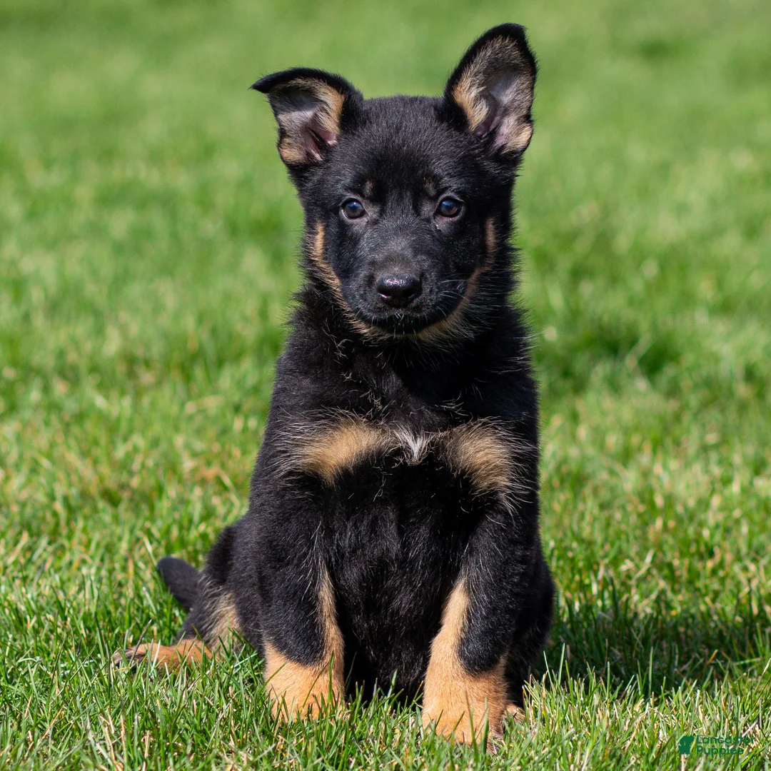 German Shepherd dogs for sale: Sabrina German Shepherd Puppy  - Ad 1