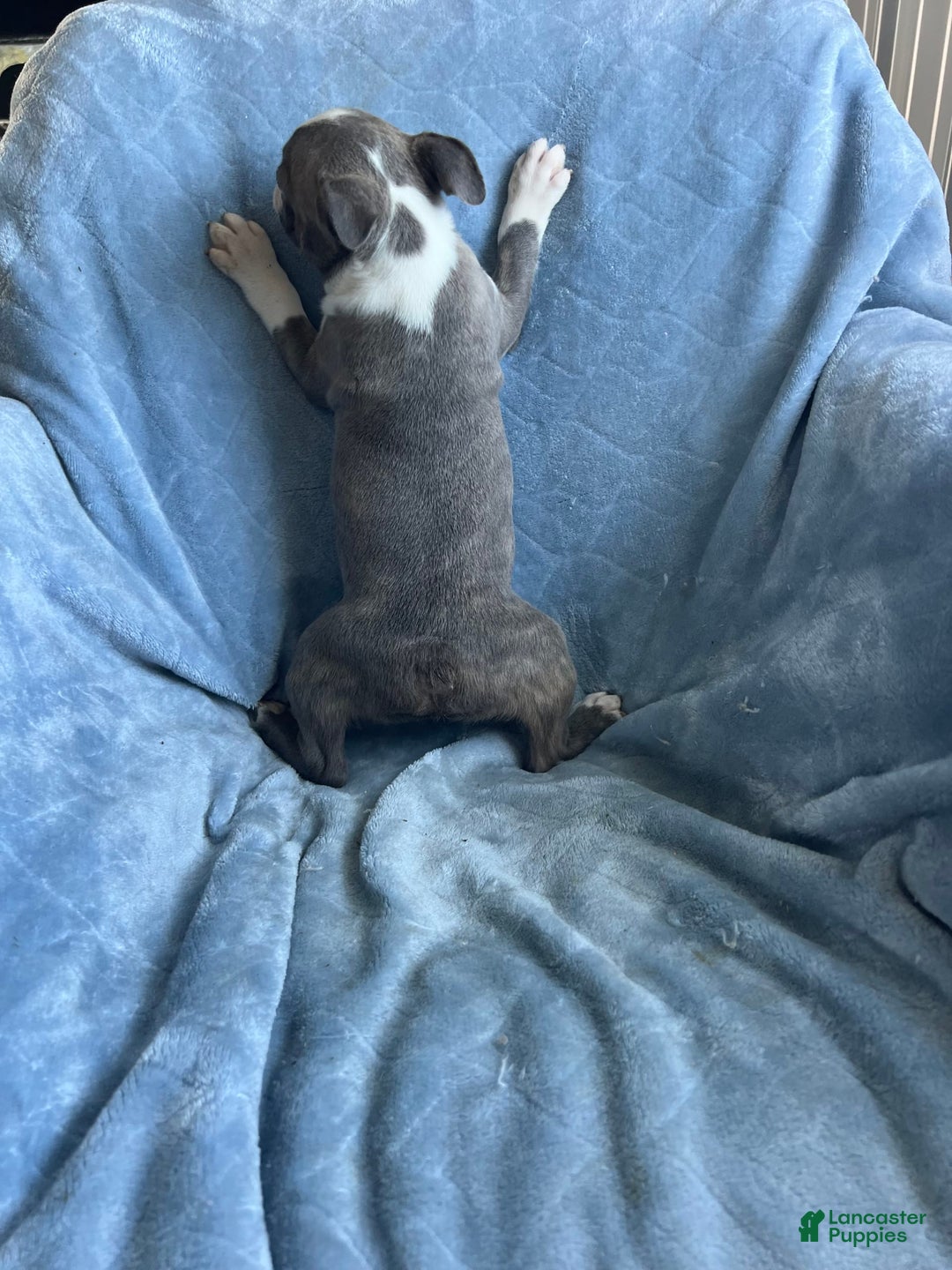 Boston Terrier dogs for sale: Theo - Ad 4