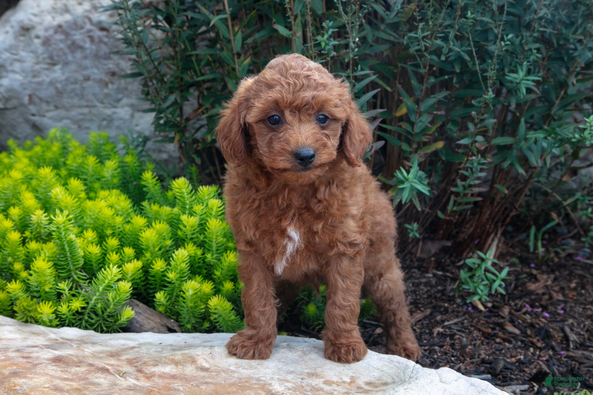 Mini Goldendoodle dogs Trace - Ad 2