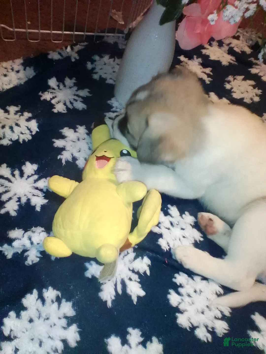 Mixed Breed dogs for sale: BABY JOJO  - Ad 17