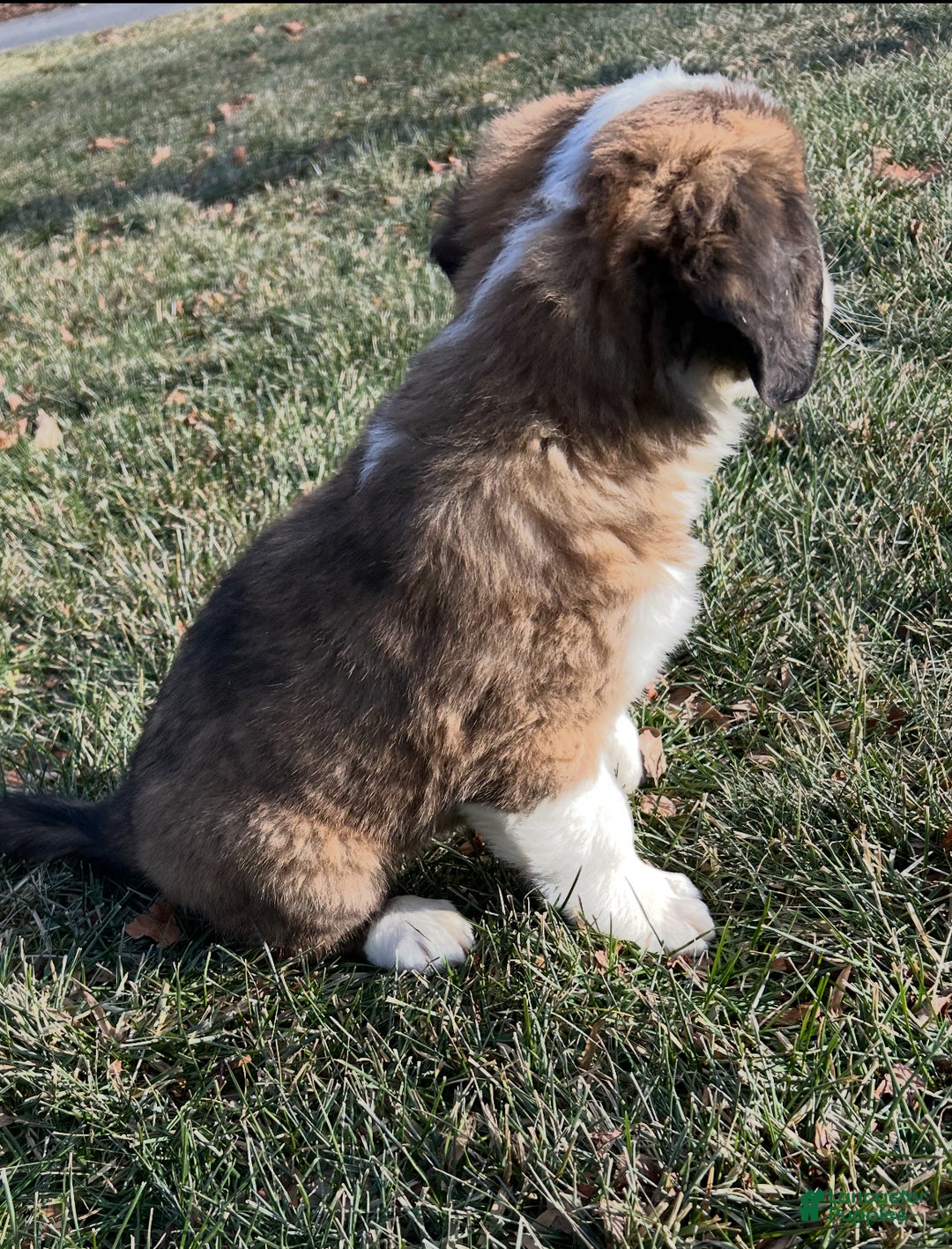 Saint Bernard dogs for sale: Whiskey - Ad 4