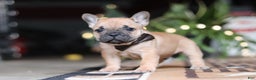 French Bulldog dogs for sale: Casper - Ad 4