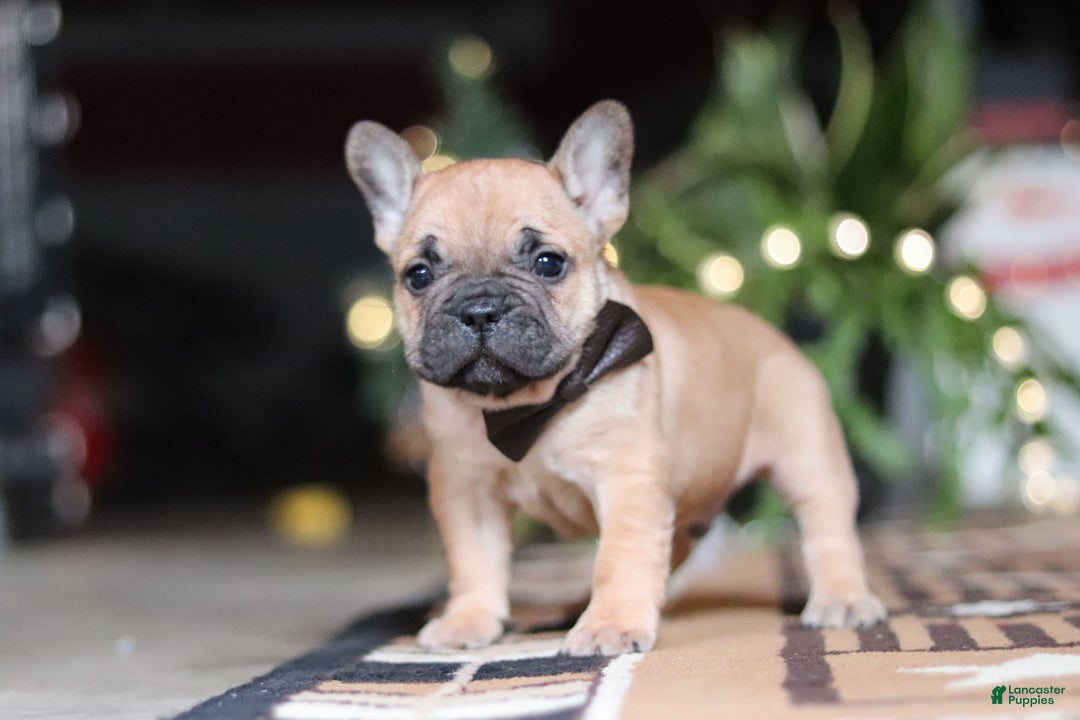 French Bulldog dogs for sale: Casper - Ad 4