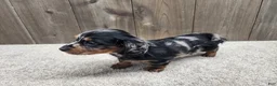 Miniature Dachshund dogs for sale: Gunner - Ad 3