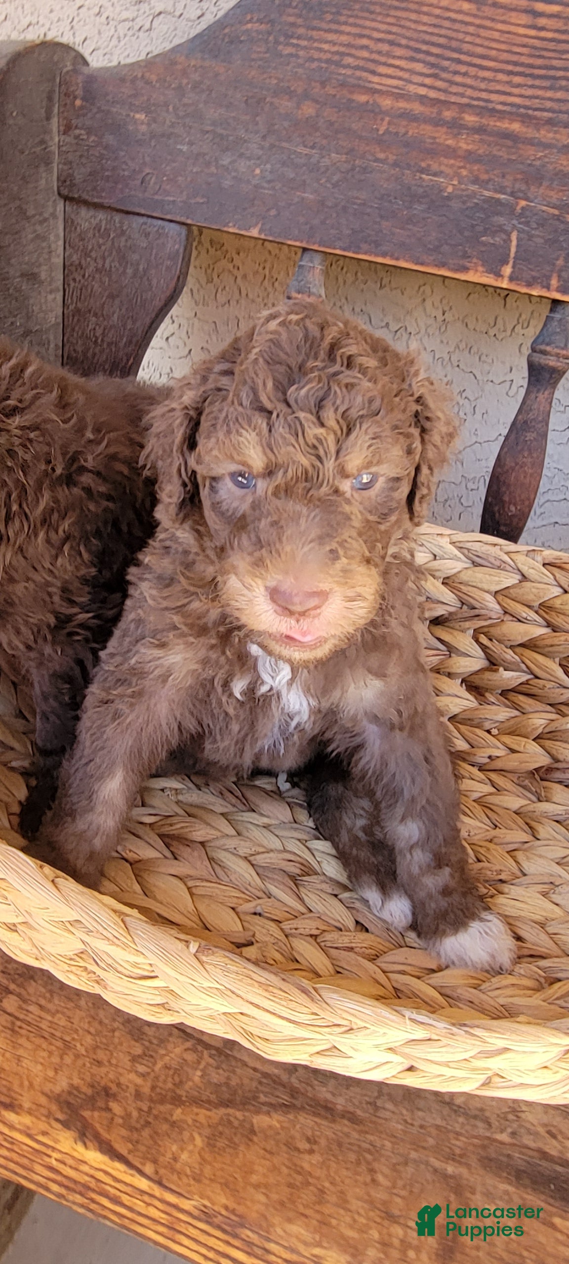 Aussiedoodle dogs for sale: Aussiedoodle Gus Gus - Ad 15