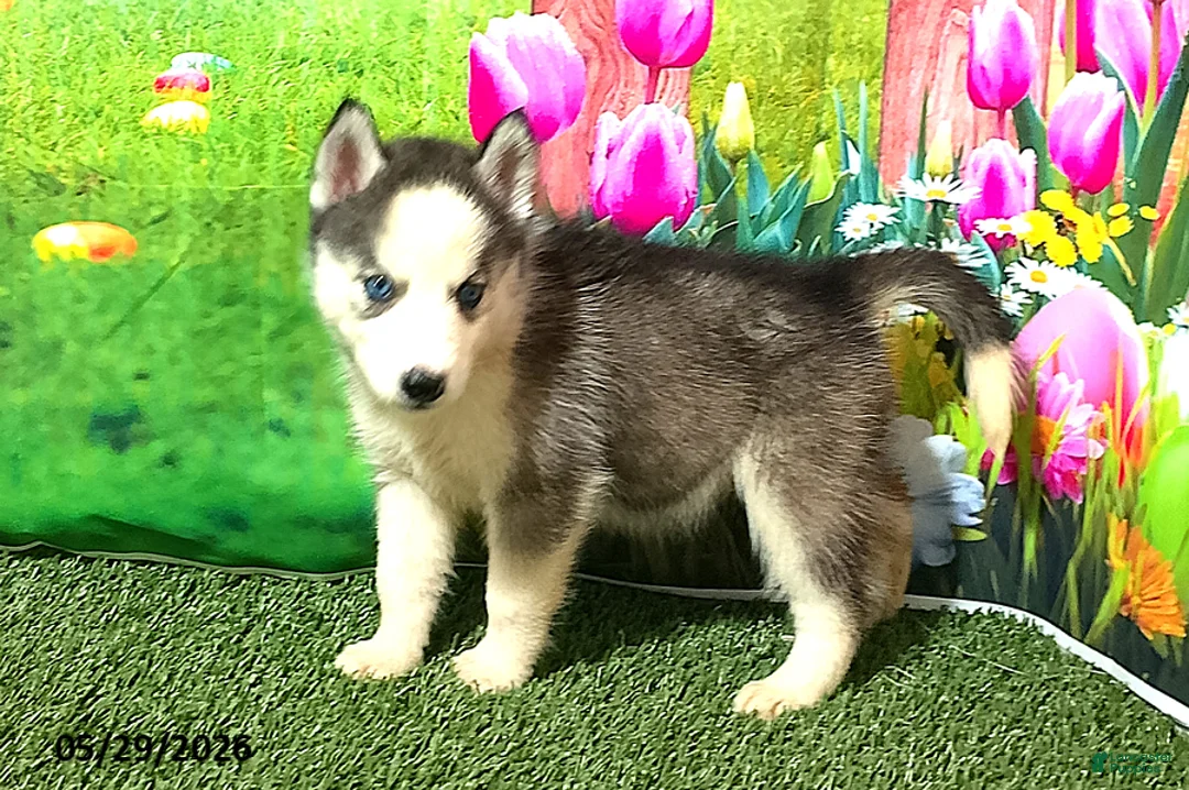 Siberian Husky dogs for sale: Bella - Ad 1