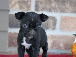 Mixed Breed dogs Dakota - Ad 29