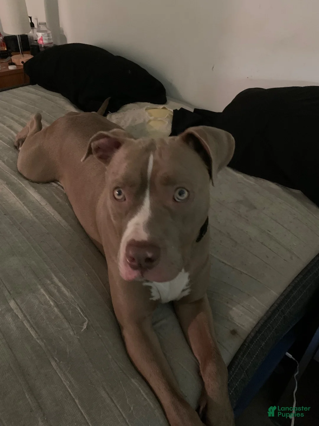 American Pit Bull Terrier dogs for sale: Tank American Pit Bull Terrier 1 - Ad 2