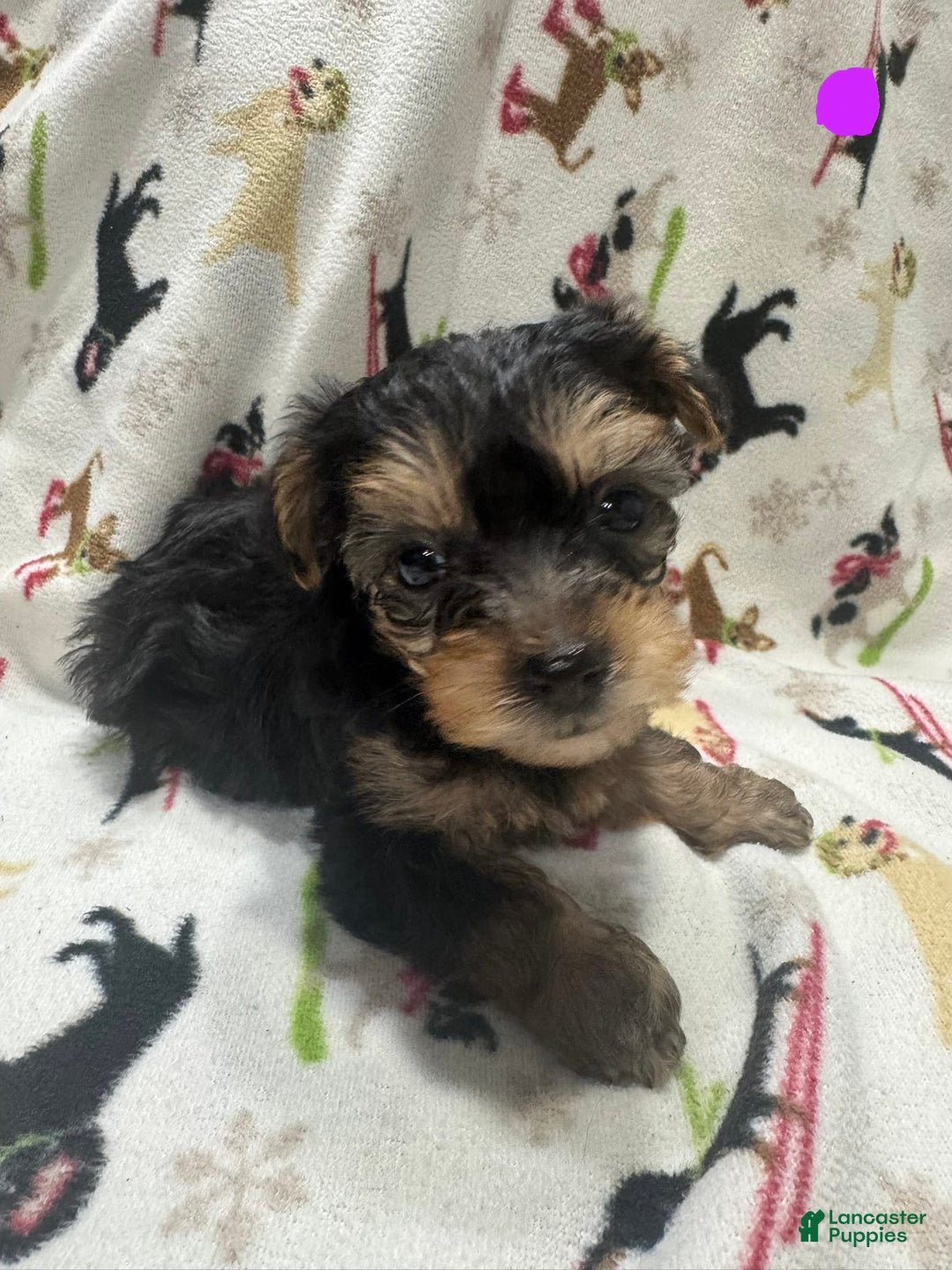 Yorkshire Terrier dogs for sale: Yorkshire Terrier Puppy 2 - Ad 1