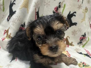Yorkshire Terrier dogs Yorkshire Terrier Puppy 2 - Ad 3