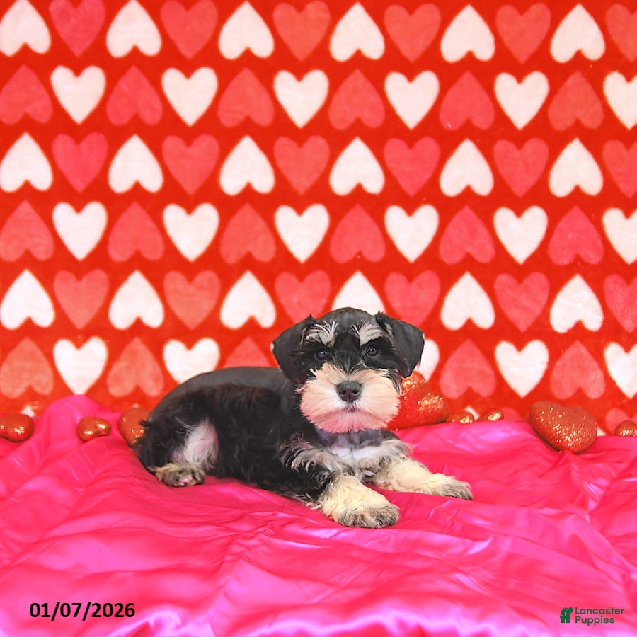 Miniature Schnauzer dogs Clark - Ad 34